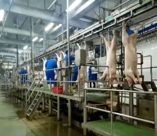 湖州南潯華統(tǒng)成功創(chuàng)建全國(guó)生豬屠宰標(biāo)準(zhǔn)化示范廠